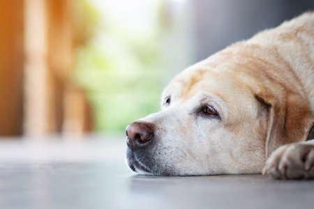 The dog sleeps sad waiting owner in front of the house. Straight looking beside face . Pets conceptの写真素材