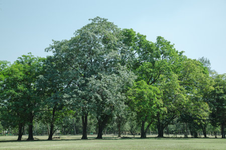 Landscape with tree and green in spring.の写真素材