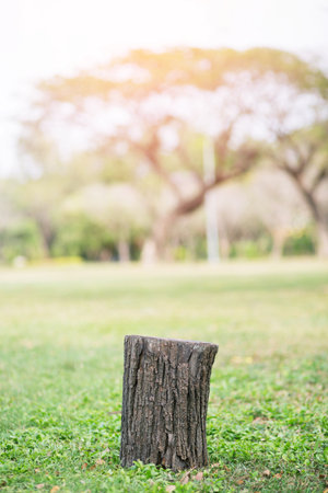 stump on green grass and Behind garden the big trees.の写真素材