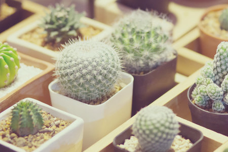 Small cactus in the pot / Cactus many breed in the pot sale in market.の写真素材