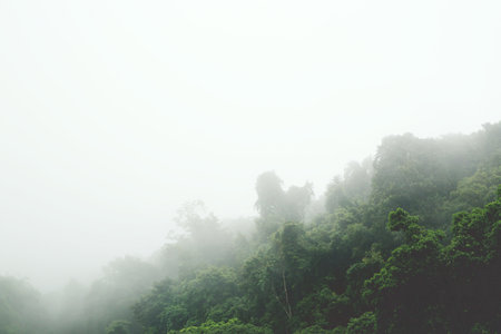 landscape forest in atmosphere cold weather the winter mist covered the mountain and sunlight shining down.の写真素材