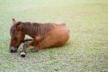 Broken leg brown horse sickness and Skinny in the pasture in the summer outdoor.の写真素材