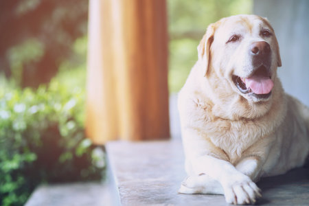 The dog looking sad waiting in front of the house. Straight looking face. Pets concept. empty space for text.