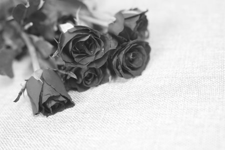 Dark black roses flower natural background with water drops put on the sofa. black and white picture.の写真素材