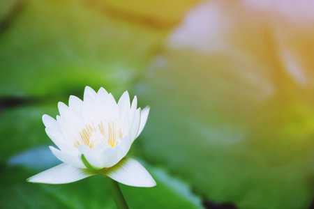 Beautiful white water lily lotus blooming on water surface and green leaves toned, purity nature background, aquatic plant or lotus flower in pond. soft focus.の写真素材