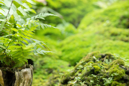 Beautiful Bright Green moss grown up cover the rough stones and on the floor in the forest. Show...