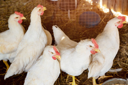 Poultry broiler farm and group of white chickens in the cage parent stock housing farm indoors chicken feeding. soft focus.の写真素材