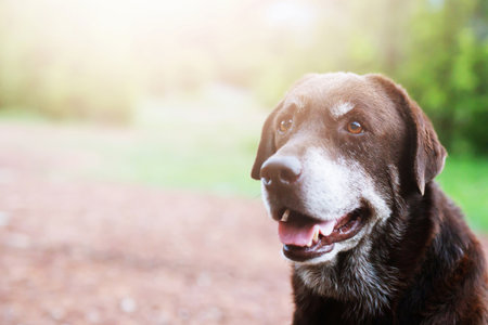 Dog shy guilty is a shelter hound dog waiting looking up with lonely eyes an intense stare outdoors...