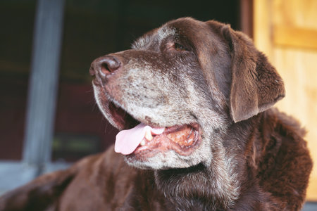 Dog shy guilty is a shelter hound dog waiting looking up with lonely eyes an intense stare outdoors in nature Morning sunlight. Pets concept.の写真素材