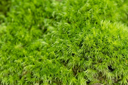 Beautiful green moss on the floor
