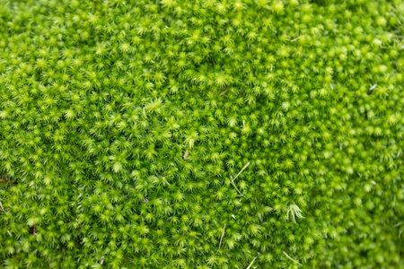 Beautiful green moss on the floorの写真素材