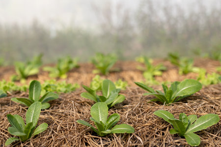 Farming Organic Green Oak Lettuce vegetable garden leaves on the plant plot in the morning light....