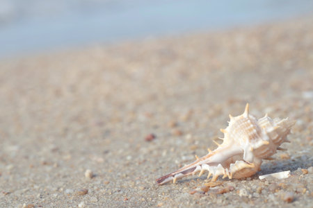 beautiful sea shell on sand with wave of on the beach over seascape in the under sunset sun light.