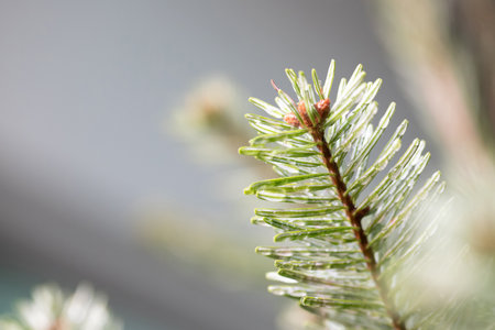 Pine trees in christmas