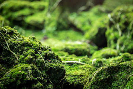 Beautiful green moss on the floor, moss closeup, macro. Beautiful background of moss for wallpaper.の写真素材