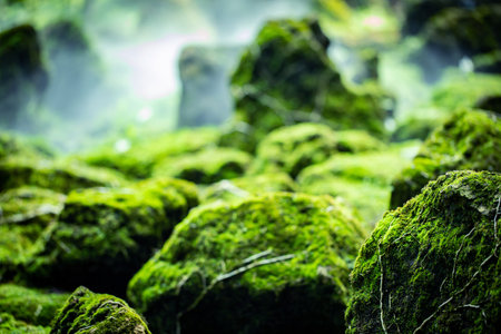 Beautiful green moss on the floor, moss closeup, macro. Beautiful background of moss for wallpaper.の写真素材