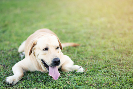 The dog is sleeping in the park.の写真素材