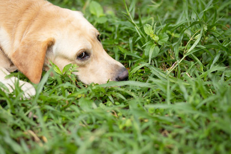 The dog is lying in the parkの写真素材