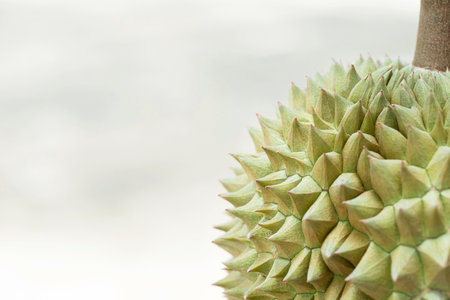 Fresh durian fruit in the garden of Thailand
