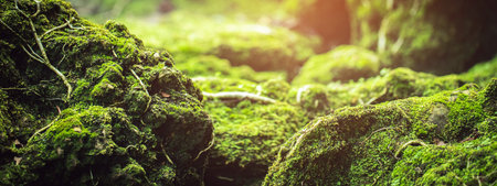 Green moss is naturally beautiful at the park.の写真素材