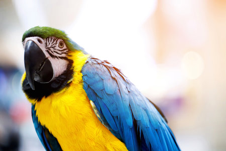 Focus on beautiful blue-yellow macaws in nature