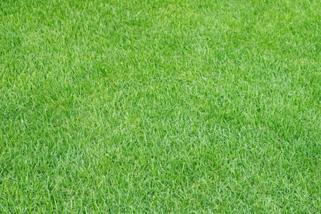 Artificial grass field meadow green. Top View Texture.の写真素材