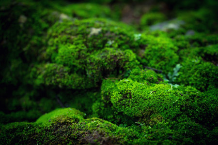 Beautiful Bright Green moss grown up cover the rough stones and on the floor in the forest. Show...