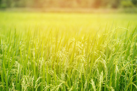 green rice field background close up beautiful yellow rice fields soft focusの写真素材