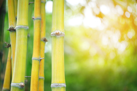 Fresh bamboo shoots, plentiful natureの写真素材