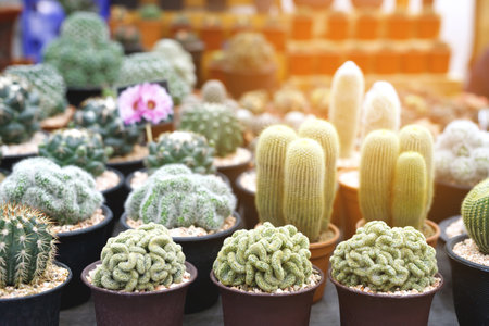 Cactus varieties are thorny and beautiful At the ornamental plant shopの写真素材