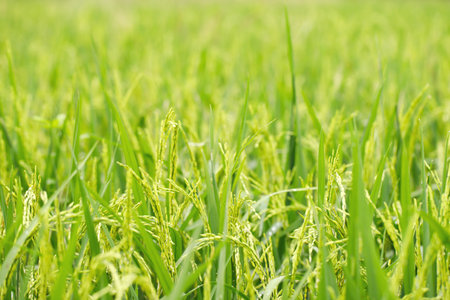 green rice field background close up beautiful yellow rice fields soft focusの写真素材
