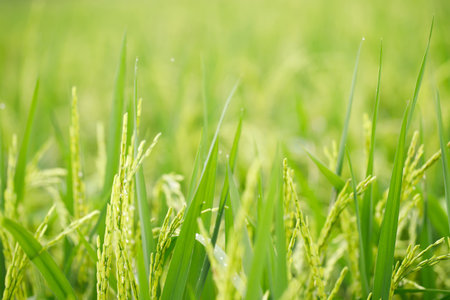 green rice field background close up beautiful yellow rice fields soft focusの写真素材