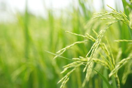 green rice field background close up beautiful yellow rice fields soft focusの写真素材