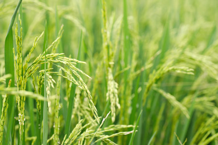 green rice field background close up beautiful yellow rice fields soft focusの写真素材
