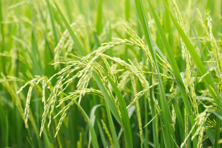 green rice field background close up beautiful yellow rice fields soft focusの写真素材