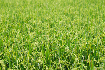 green rice field background close up beautiful yellow rice fields soft focusの写真素材