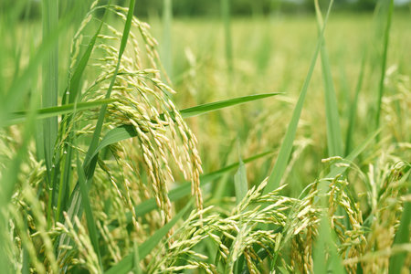 Agriculture, hand tenderly gently touching holding a young rice in the paddy field outdoor.の写真素材