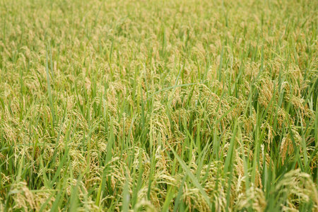 Agriculture, hand tenderly gently touching holding a young rice in the paddy field outdoor.の写真素材