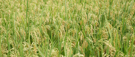 Agriculture, hand tenderly gently touching holding a young rice in the paddy field outdoor.の写真素材