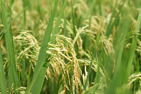 Agriculture, hand tenderly gently touching holding a young rice in the paddy field outdoor.の写真素材
