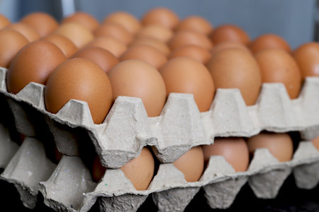 Fresh eggs from organic farms every morningの写真素材