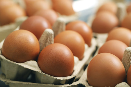 Fresh eggs from organic farms every morningの写真素材