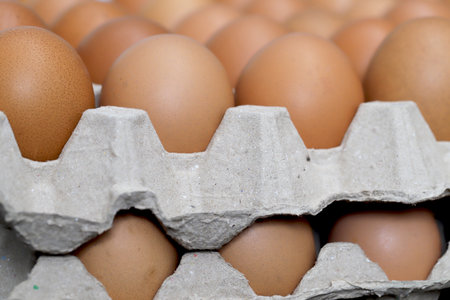 Fresh eggs from organic farms every morningの写真素材