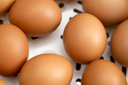 Fresh eggs from organic farms every morningの写真素材