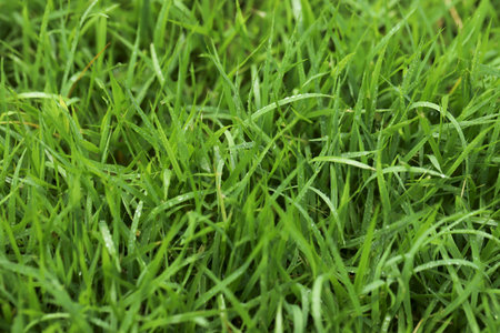 Green Grass background at football fieldの写真素材