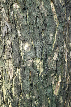 Black tree bark natural texture backgroundの写真素材