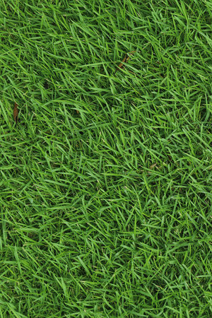 Green Grass background at football fieldの写真素材