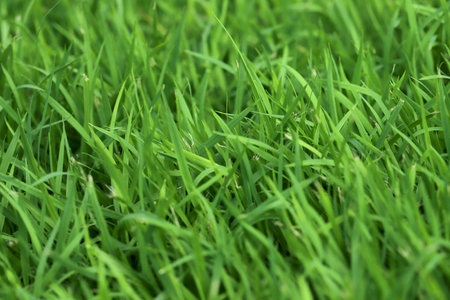 Green Grass background at football fieldの写真素材