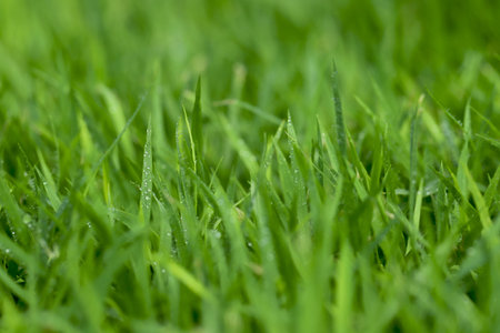 Green Grass background at football fieldの写真素材