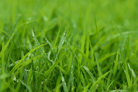 Green Grass background at football fieldの写真素材